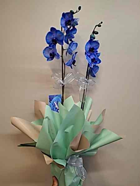 Mavi Orkide Serisi 2