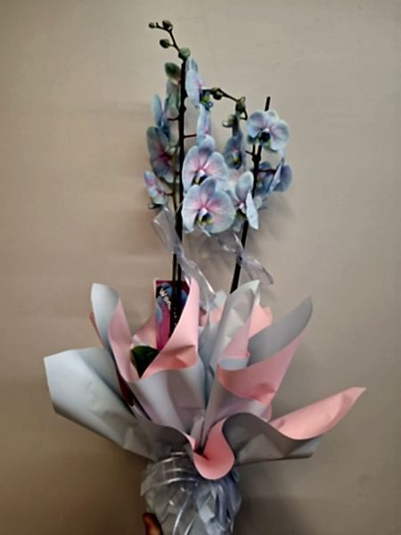 Mavi Orkide Serisi 3