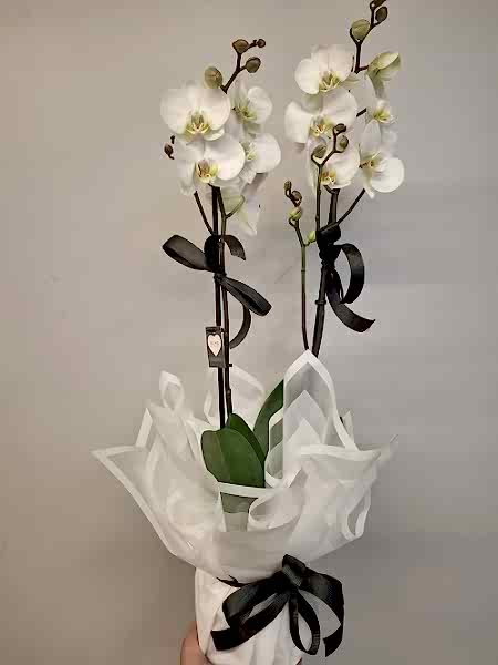 2 Dallı Orkide