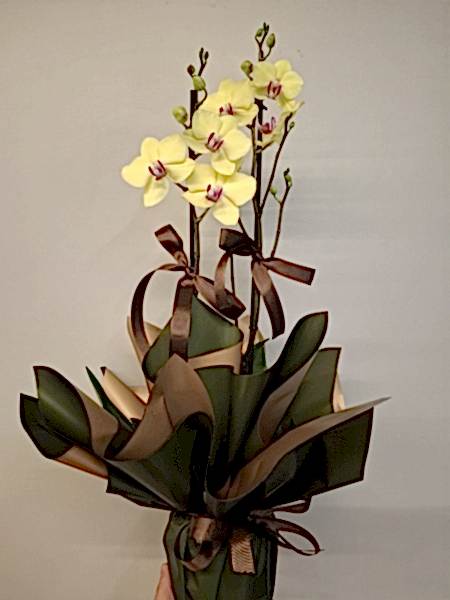 Çift Dal Sarı Orkide