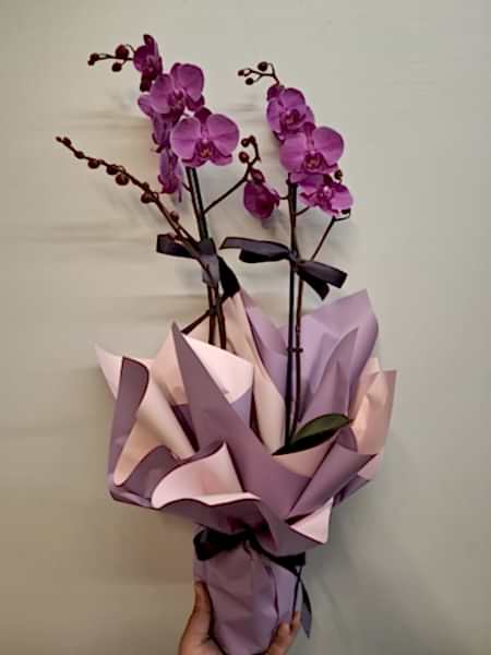 Mor Orkide Serisi 3