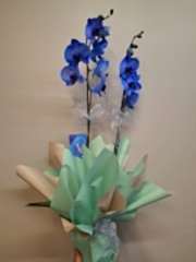 Mavi Orkide Serisi 2