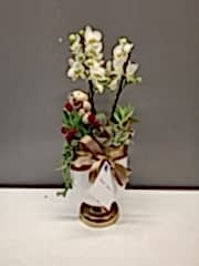 Kupa Saksıda Bougetto Orkide Serisi 2