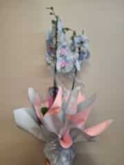 Mavi Orkide Serisi 3