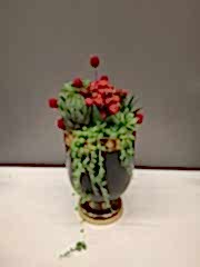 Kırmızı Kalanchoe ve Sukulentler Serisi 1