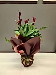 Betonish Calla Lilly 'Pink' (Gala Çiçeği)