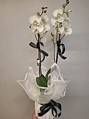 2 Dallı Orkide