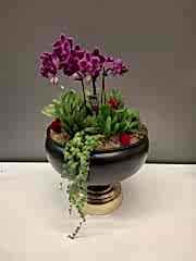 Kupa Saksıda Bougetto Orkide Serisi 4