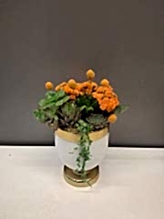 Turuncu Kalanchoe ve Sukulentler