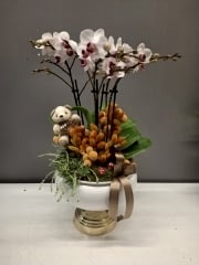 Kupa Saksıda Bougetto Orkide Serisi 1