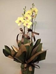 Çift Dal Sarı Orkide