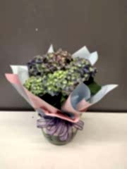 Saksıda Mor Ortanca