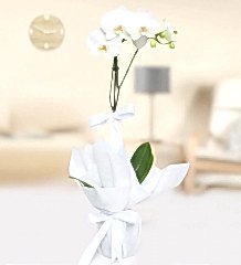 Tekli Beyaz Orkide