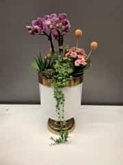 Kupa Saksıda Bougetto Orkide Serisi 5