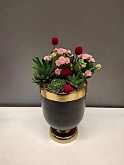 Pembe Kalanchoe ve Sukulentler Serisi 2