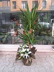 Yucca Bitkisi Fuar Aranjmanı