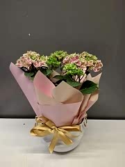 Saksıda Pembe Ortanca