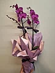Mor Orkide Serisi 3