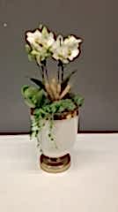 Kupa Saksıda Bougetto Orkide