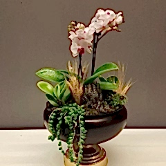 Kupa Saksıda Mini Orkide Teraryum