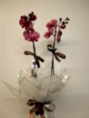 Ateş Kırmızısı Orkide