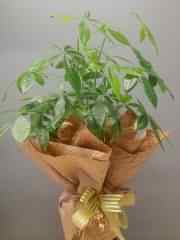 Saksıda Pachira Bitkisi